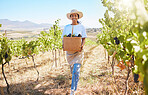 Farmer on vineyard picking grapes from vine tree plant during field harvest season, working in countryside valley. Business owner in agriculture industry, carrying and basket of ripe fruit for wine.