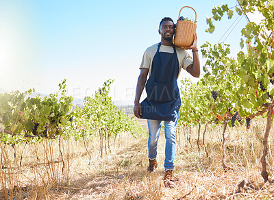 Buy stock photo Farm, worker and wine of a man working or collecting grapes at a vineyard outdoors in summer. Farmer at work in agriculture growth, walking with natural healthy fruit for retail business or store.