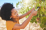 Farmer pruning grapes in a vineyard estate, fruit orchard and nature farm for agriculture, wine and alcohol production. Woman cutting fresh plant of ripe, spring field harvest for sustainable farming