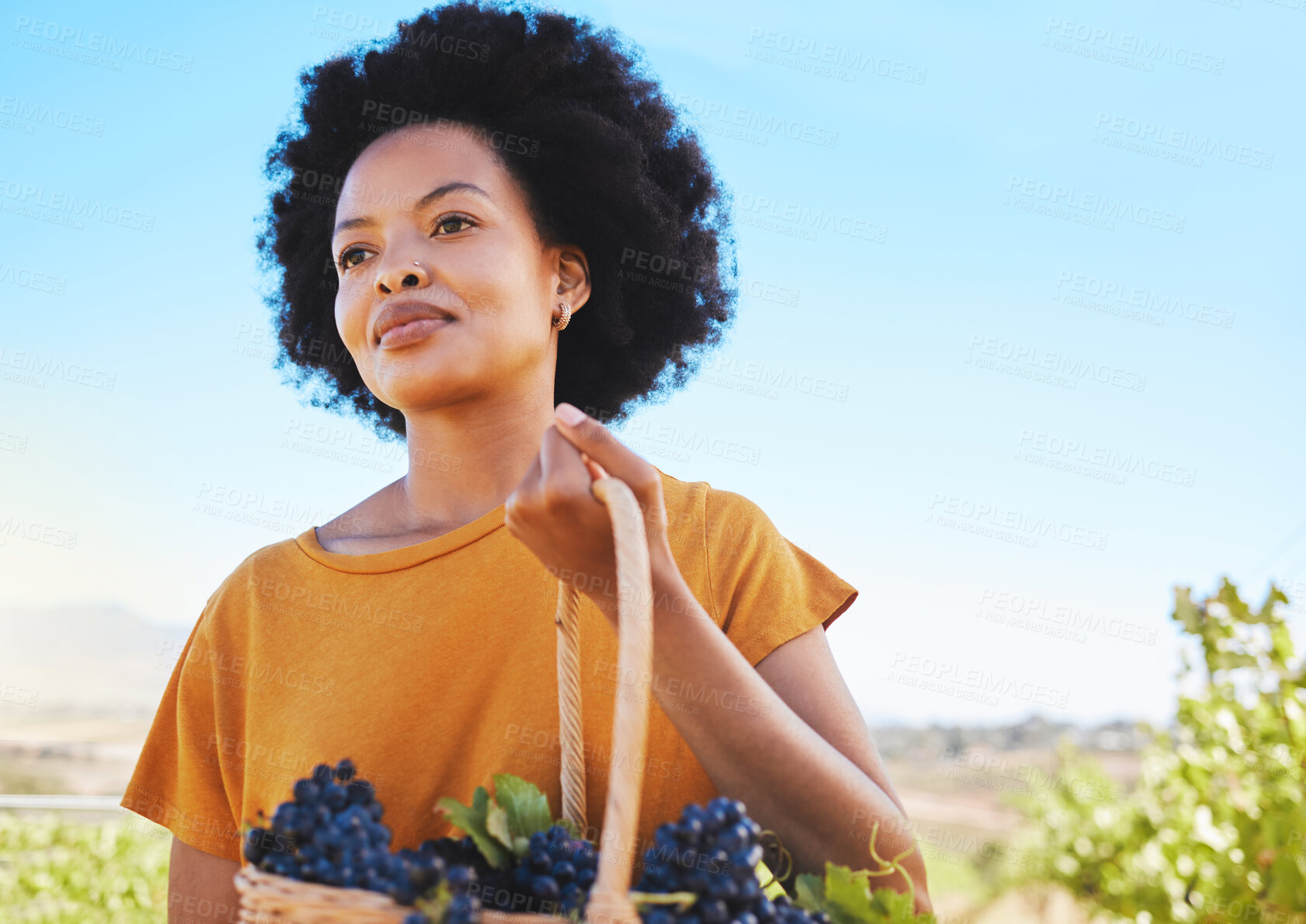 Buy stock photo Vineyard farmer picking grapes from vine tree plant during harvest season, working in countryside valley. Black woman in agriculture industry, carrying basket of ripe fruit for wine in nature field.