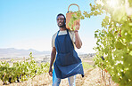 Farmer picking grapes in vineyard, sweet fruit orchard and sustainability farm estate in countryside for wine production. Farm worker carrying basket of organic agriculture, harvest and food produce