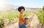 Farmer harvesting grapes in vineyard, sweet fruit orchard and sustainable farm estate in countryside for wine production. Portrait of happy black woman with basket of ripe and organic agriculture