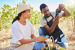 Couple farming with grapes on green farm, farmer working with fruit on a vineyard and people in sustainability work on field in nature. Man and woman gasrdening sustainable and healthy food in summer