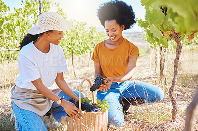 Buy stock photo Grapes vineyard, agriculture farmer or nutritionist worker working with fresh black fruit on farm land or countryside. Happy black woman in sustainable farming, winemaking industry with organic plant