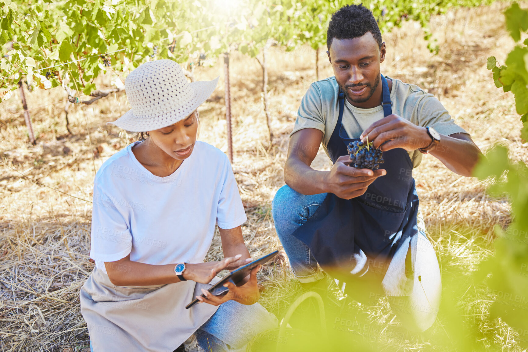 Buy stock photo Wine farmers, vineyard or agriculture tablet app to monitor growth, development or sustainability in countryside garden field. Farming workers, colleagues or people with digital tech for fruit plants