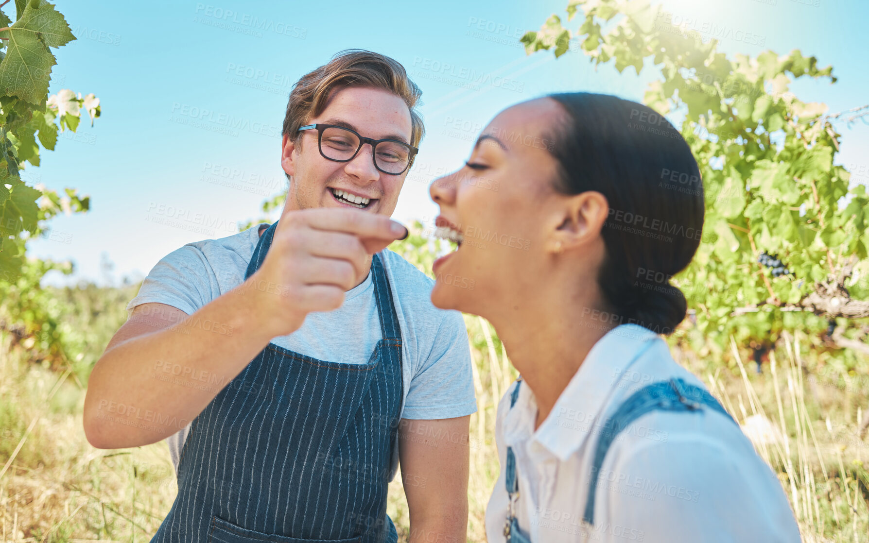 Buy stock photo Love, agriculture and couple on a vineyard in happy moment sharing grapes on a wine tasting farm. Man and woman together having sweet fun while farming in nature in the countryside during the summer.