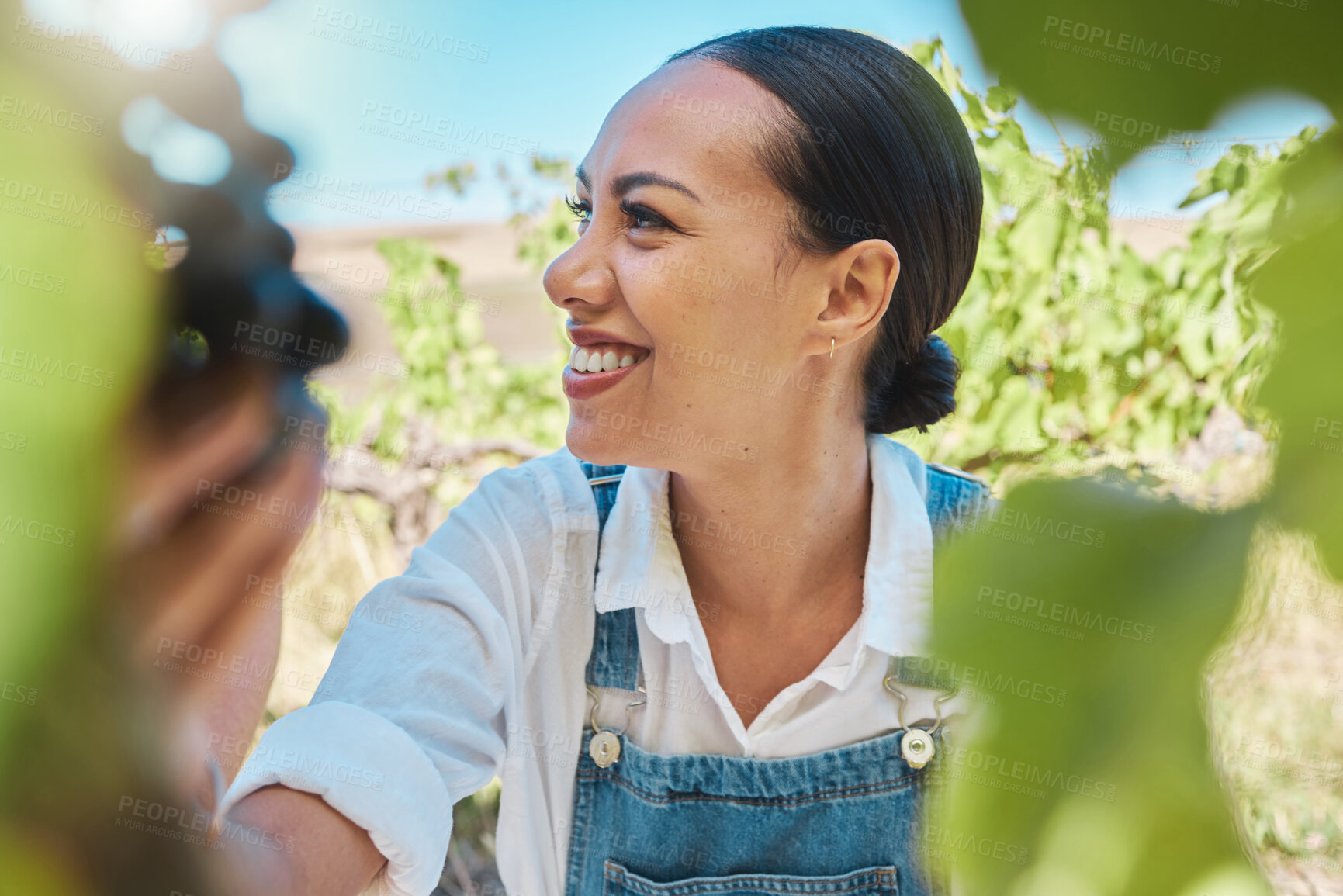 Buy stock photo Proud vineyard farmer pick black grapes from vine tree on Summer harvest day. Successful business woman in agriculture industry working in countryside valley nature field, cultivate fruit growth.