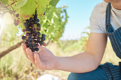 Buy stock photo Growth, black grapes and vineyard farmer hands picking or harvesting organic bunch outdoors for quality choice, agriculture industry or market. A worker checking vine fruit from tree plant to harvest