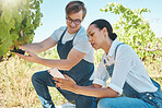 Harvest, Farmers and teamwork while picking fresh red grapes using a phone for the online schedule in the vineyard. A young man and woman test crops or produce using an app on a wine farm
