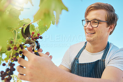 Buy stock photo Farmer picking fresh red grapes off plant in vineyard. Young man standing alone and cutting crops and produce to examine them on wine farm in summer. Checking fruit for harvest with a smile in nature