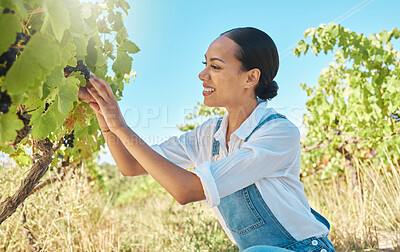 Buy stock photo Fruit, vineyard and farmer picking grapes from plant with smile at a farm in summer harvest day. Woman in agriculture business and growth industry working in the countryside and nature environment.