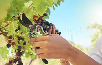 Buy stock photo Sustainability, nature and nutrition by a farmer harvesting a fresh bunch of grapes on a sustainable farm. Lady pruning organic, juicy fruit ready, growing on a green vine on orchard in countryside