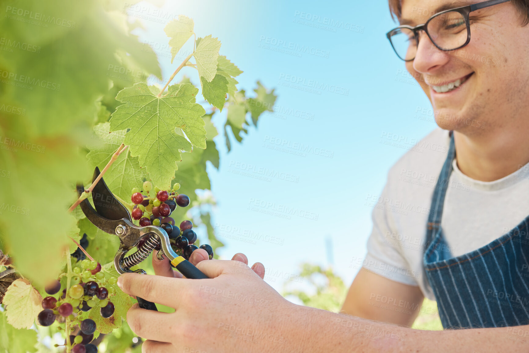 Buy stock photo Happy and proud vineyard farmer harvesting grapes from a vine tree in the summer harvest. Successful winemaker working on agriculture land or industry outdoors in the countryside valley