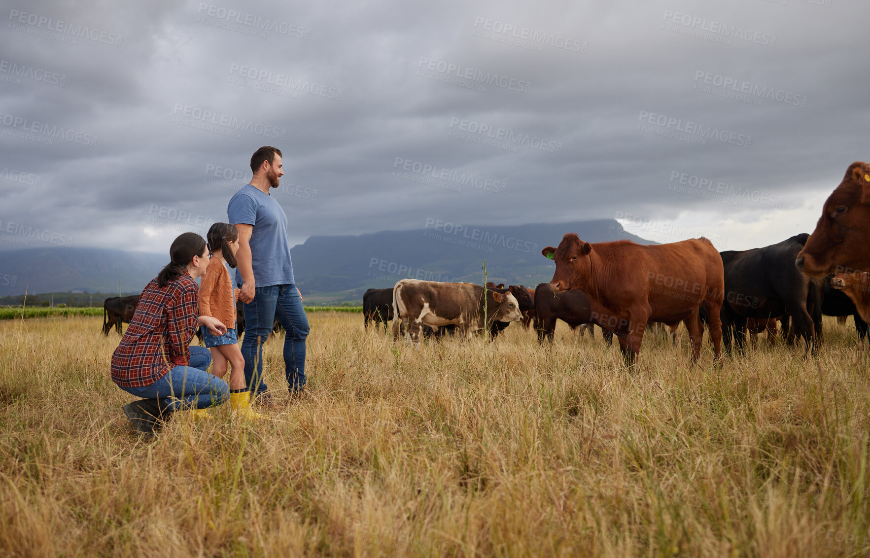 Buy stock photo Agriculture, countryside family with cows on a farm or grass field with storm clouds in background. Sustainability mother, father and girl with cattle farm animals for beef or meat growth business
