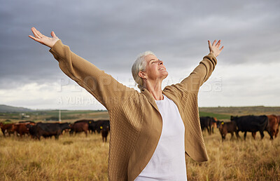 Buy stock photo Happiness, freedom and mature woman looking free in nature with cows and grey sky background. Elderly happy senior relax with open arms in a countryside field with a smile and a positive mindset 