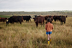 Sustainability, agriculture and farming with little girl playing with cattle on a farm, explore nature outdoors. Child on adventure in pasture with animal, carefree and enjoy childhood in countryside