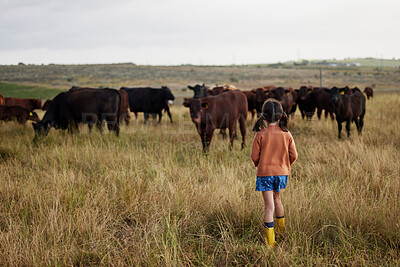 Buy stock photo Sustainability, agriculture and farming with little girl playing with cattle on a farm, explore nature outdoors. Child on adventure in pasture with animal, carefree and enjoy childhood in countryside