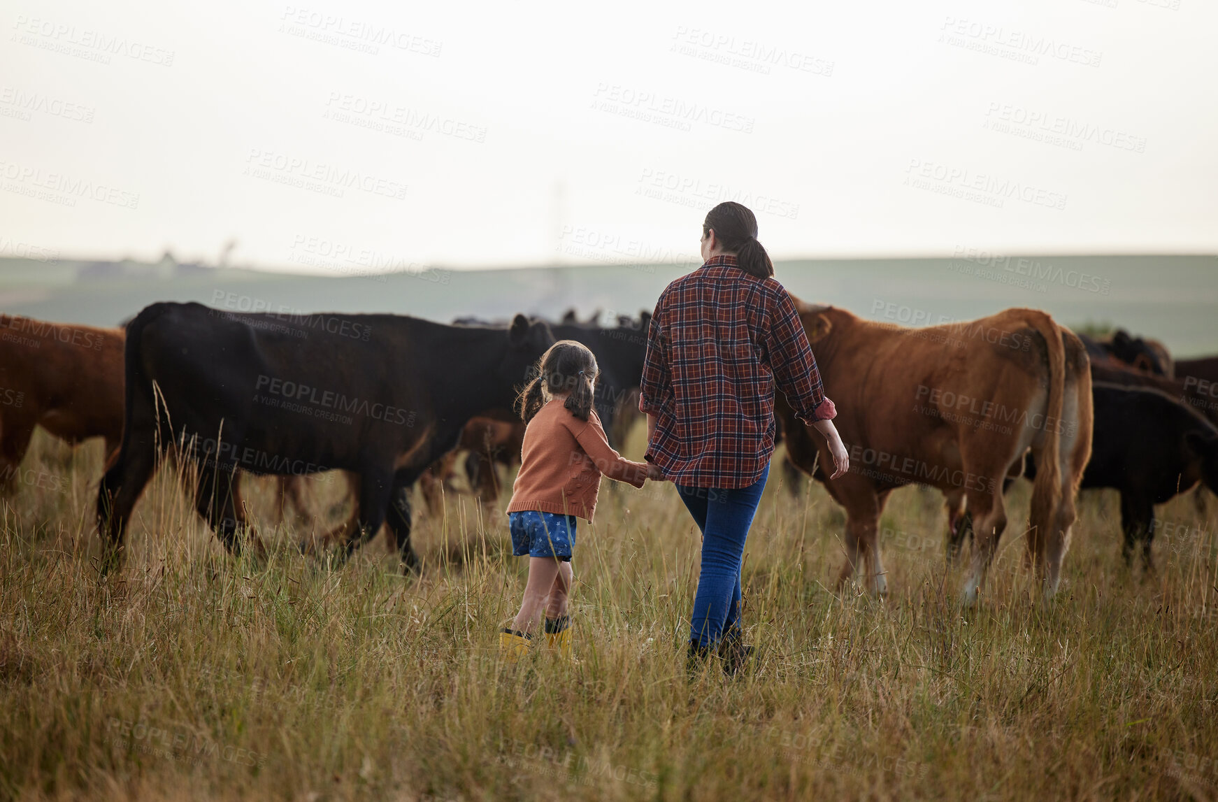 Buy stock photo Cow farmer, mother and girl on farm, agriculture nature or cattle sustainability countryside field. Family bonding and working on healthy environment for cattle in meat, beef or food industry