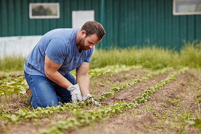 Buy stock photo Sustainable farmer planting and growing vegetable crops or plants on his farm land with farming gear. Male environmental, sustainability and agriculture industry worker working on a eco green field