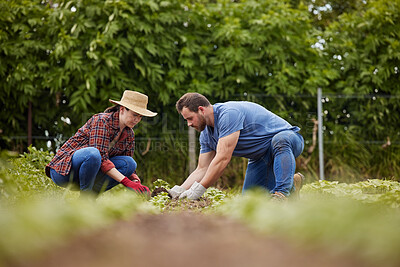 Buy stock photo Sustainability farmers planting green plants in earth or soil on agriculture farm, countryside field or nature land. Couple, man and woman or garden workers with growth mindset for environment growth