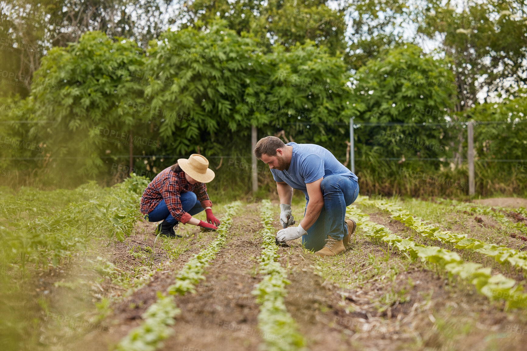 Buy stock photo Farmer couple working together planting organic vegetable crops on a sustainable farm and enjoying agriculture. Farmers or nature activists outdoors on farmland harvesting in a garden