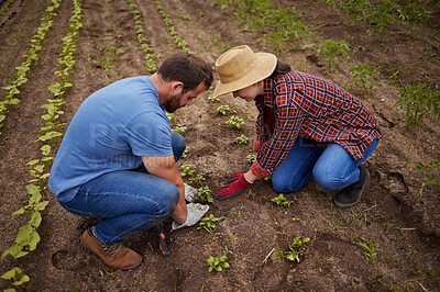 Buy stock photo Sustainable farming couple planting, growing and gardening vegetable crops or plants in soil, dirt or farm land. Countryside lifestyle, agriculture or rural living farmer people working together