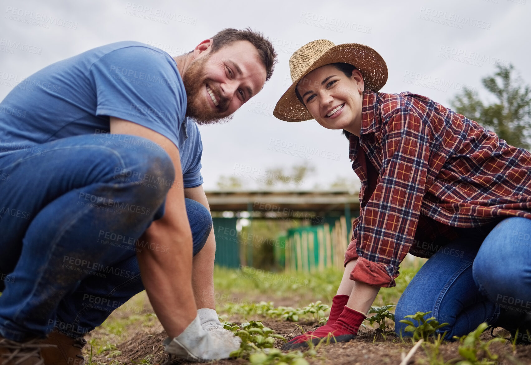 Buy stock photo Farmer couple working with garden plant on ground with sand, soil and nature environment for sustainability agriculture in countryside. Portrait of happy field worker with growth of green gardening
