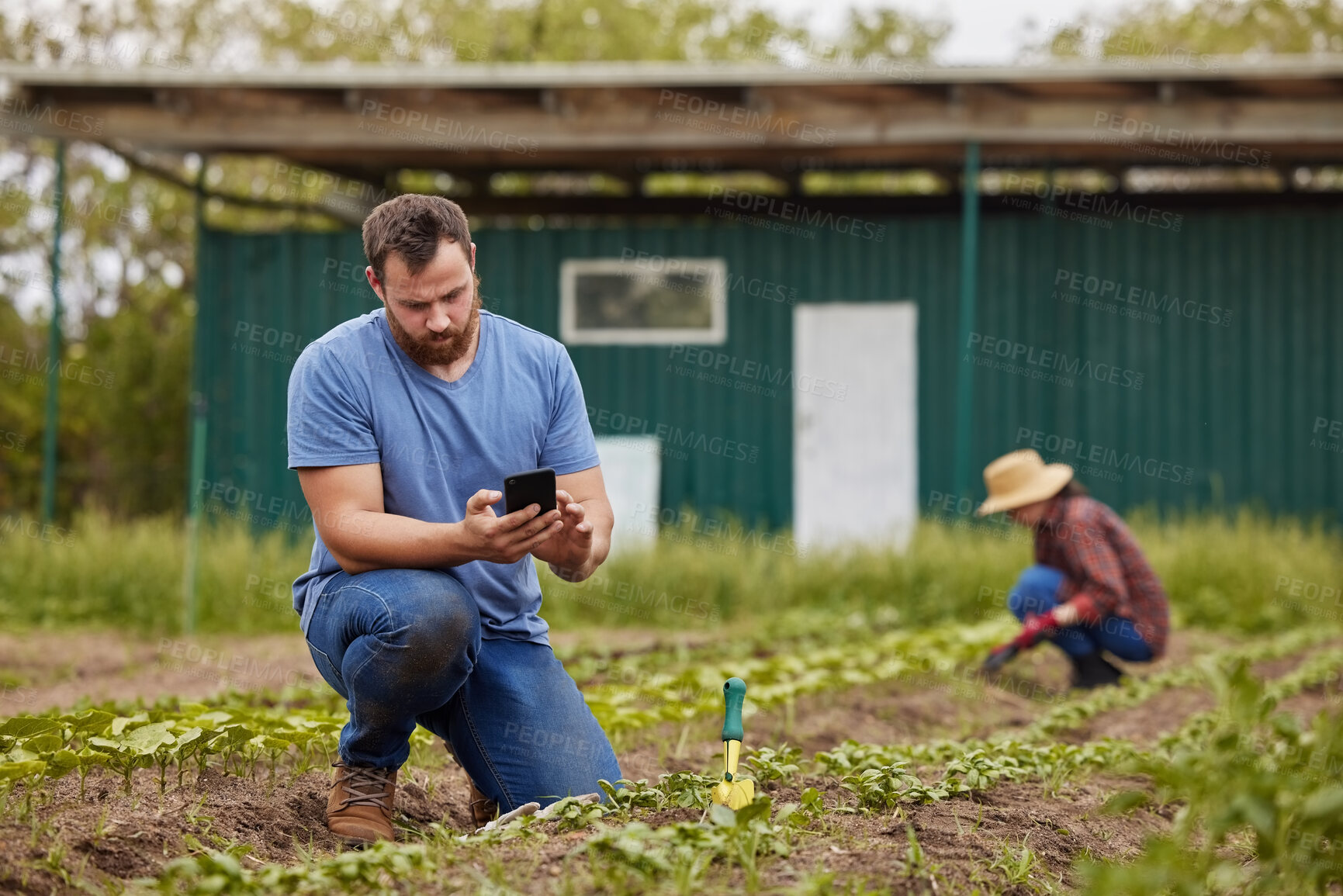 Buy stock photo Farm, agriculture and sustainability with a man farmer typing on his phone while planting a plant or crops on his farm. Young male browsing the internet on his mobile while harvesting green produce