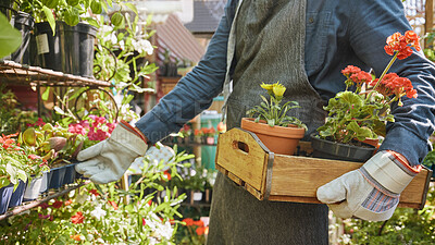 Buy stock photo Hands, crate and flowers with a gardener working in a nursery as a florist in a small business startup. Spring, nature and growth with a plants employee at work in agriculture or sustainability