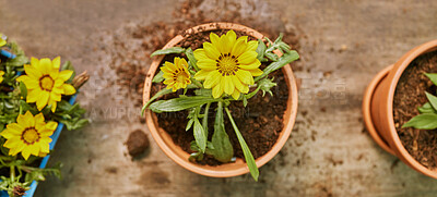 Buy stock photo Plant, soil and growth with nature and flower top view, natural and ecology with agriculture and gardening. Botany, dirt and growing with spring, flowers and garden, potted plants and environment.
