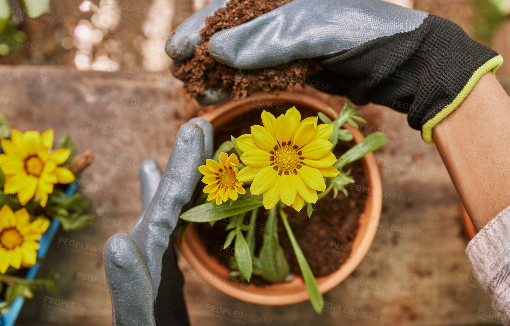 Buy stock photo Gardening, flower and pot plant with woman hands holding dirt or soil planting yellow treasure flowers outdoor in backyard for hobby or earth day. Female gardener potting plants in nature for spring