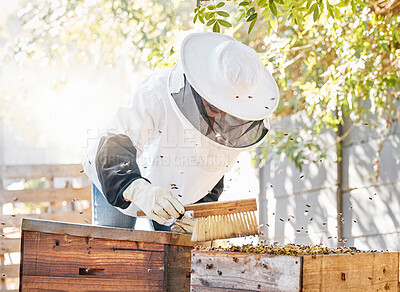 Buy stock photo Bees, honey farming and woman with brush at beehive, box and crate for production, eco process and environment. Beekeeper sweeping insects for honeycomb harvest, sustainability and ecology in nature 