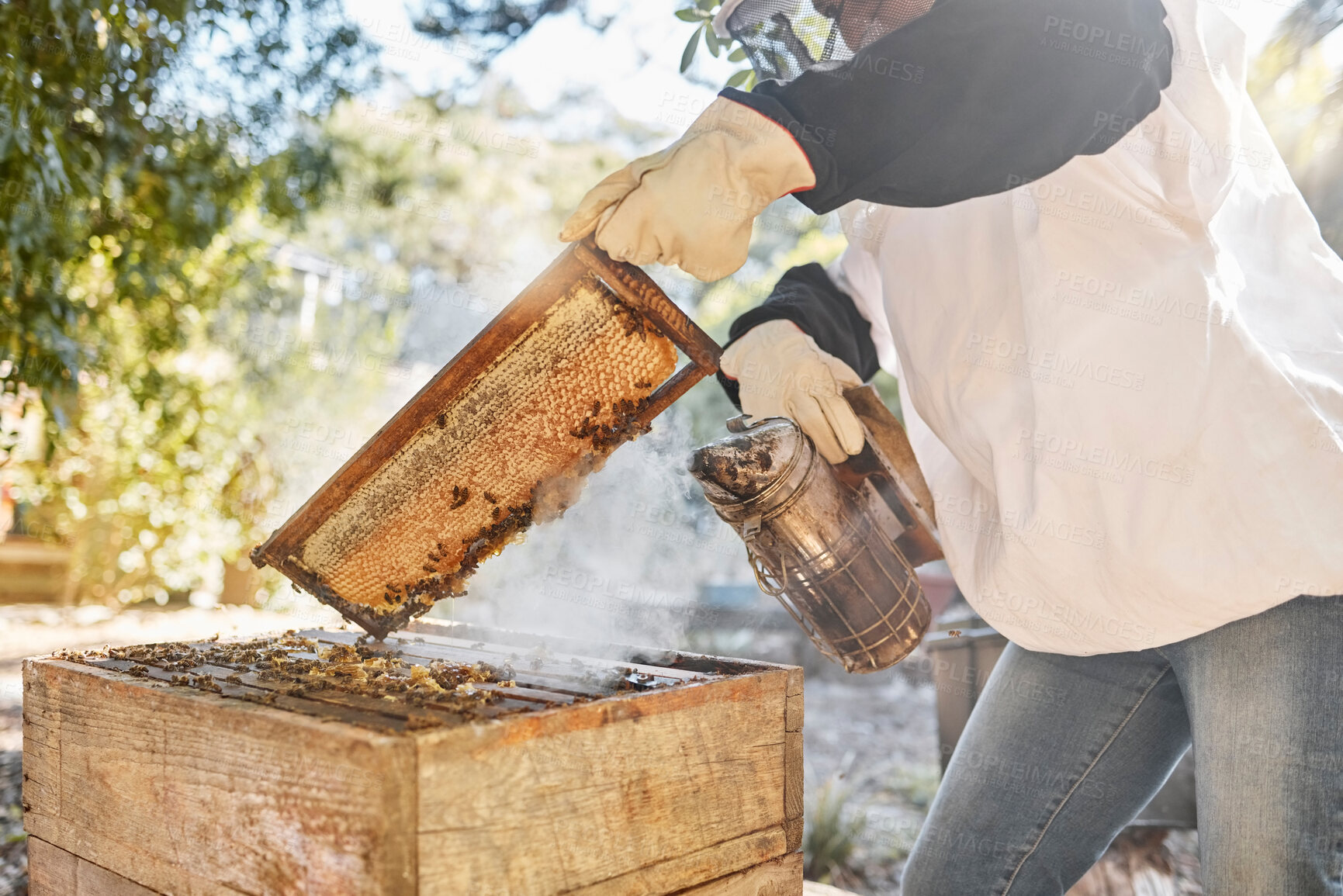 Buy stock photo Smoker, honey and beekeeping with farmer in countryside for ecology, organic and sustainability. Health, safety and honeycomb in frame with beekeeper and smoke for production, natural and extraction