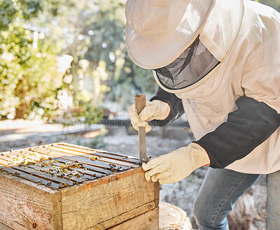 Buy stock photo Beekeeper, bees and honey production process for natural organic wax extraction, sustainability farming and honeycomb industry worker on farm. Beekeeping equipment, bee hive and bees wax farmer