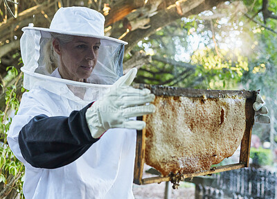 Buy stock photo Woman, beekeeper hat or honeycomb check on honey production farm, sustainability farming land or healthy food agriculture. Mature worker, farmer or insect bees on wooden frame on Canada countryside