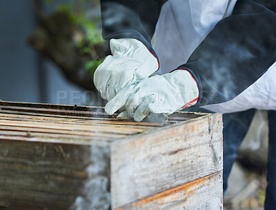 Buy stock photo Beekeeping, box frame and beekeeper hands working on honey production farm for honeycomb, organic wax extraction and natural farming. Bees, sustainable food industry and beehive process or harvest