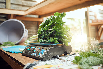Buy stock photo Grocery, agriculture and closeup of farmer scale to weigh vegetables. Healthy nutrition and lifestyle store or local farming plant. Sustainability in the food industry and organic consumers diet.