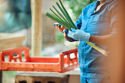 Buy stock photo Agriculture, farming and harvesting organic vegetables and produce. Farm or supermarket worker wearing hygiene gloves while cutting fresh green onions or scallions to prepare for selling or shipping