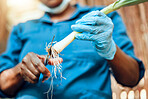 Farmer, agriculture and hands in harvest business and cutting the roots off a spring onion vegetable. Farm worker holding fresh crops, cleaning and preparing them for produce for the consumer market.