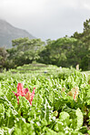 Sustainability, farm environment and plant agriculture in countryside with growth and nature background of healthy spinach leaf. Vegetable garden landscape in spring with natural green land and field