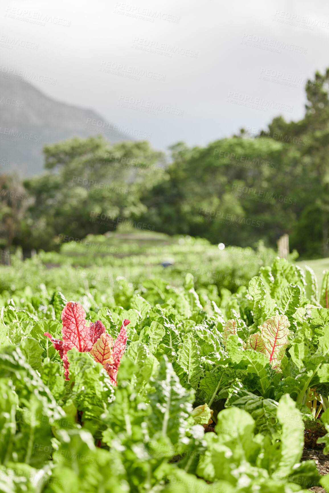 Buy stock photo Sustainability, farm environment and plant agriculture in countryside with growth and nature background of healthy spinach leaf. Vegetable garden landscape in spring with natural green land and field