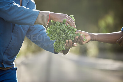 Buy stock photo Sustainability, farm environment and kale leaf plants for agriculture harvesting in countryside with growth and nature. Workers in vegetable garden farming with healthy green crops from natural earth