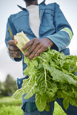 Buy stock photo Agriculture and green leaf spinach vegetable farmer on farm or garden field working on plant growth and sustainability of environment close up. Worker farming natural and healthy vegetables in spring