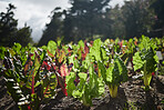 Agriculture farm land of spinach plants in the sun with leaf, soil and growth in a green eco environment for agribusiness, farming or sustainability. Vegetable garden in a summer nature landscape