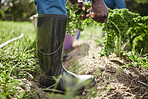 Environment worker, spinach farmer and farm agriculture harvesting healthy green plant leaf from soil. Closeup working garden man shoes or hands with nature growth mindset, earth and sustainability