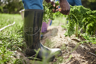 Buy stock photo Environment worker, spinach farmer and farm agriculture harvesting healthy green plant leaf from soil. Closeup working garden man shoes or hands with nature growth mindset, earth and sustainability