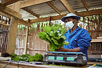 Farm, agriculture and plant with a farmer working with fresh green food and vegetables in the farming industry. Nature, sustainability and the environment with a worker growing healthy produce