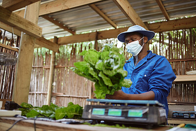 Buy stock photo Farm, agriculture and plant with a farmer working with fresh green food and vegetables in the farming industry. Nature, sustainability and the environment with a worker growing healthy produce