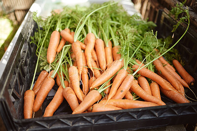 Buy stock photo Agriculture, closeup and carrot farming for healthy grocery market. Organic, fresh produce and vegetable sales for agribusiness. Green shopping or vegan lifestyle consumers natural food choice.