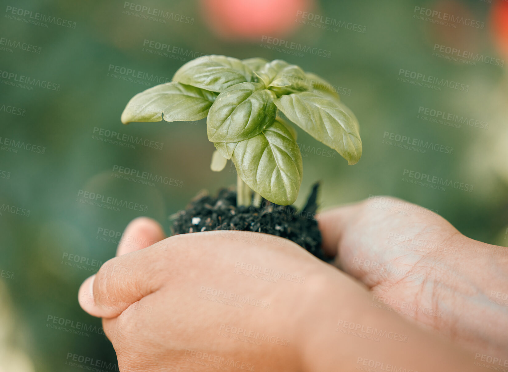 Buy stock photo Earth day, plant and soil in hand with growth in hands for sustainability and development of eco friendly environment or carbon footprint. Garden, green energy and nature with leafs growing in dirt.